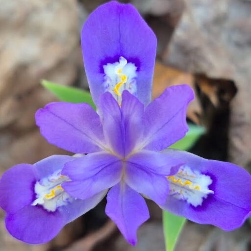 1 iris