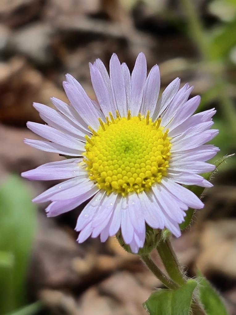 2 aster 20260405 142632 copy 3