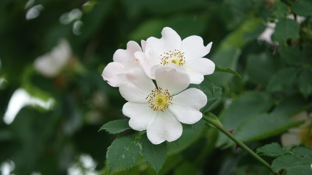 wild rose, field, nature, rose hips