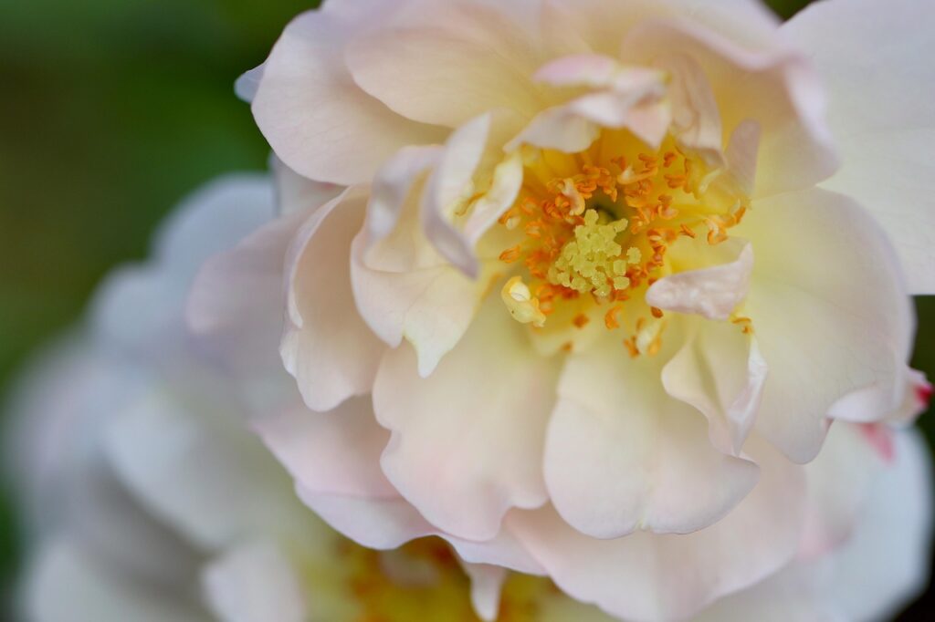 rose, rose flower, petals, dog rose, stamens, blossom, bloom, wild rose, flora, botany