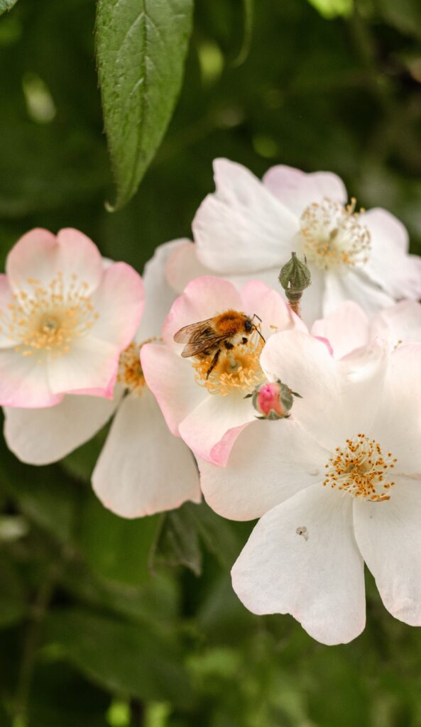 A bee collecting pollen on delicate wild roses against a lush green backdrop, symbolizing nature's harmony.